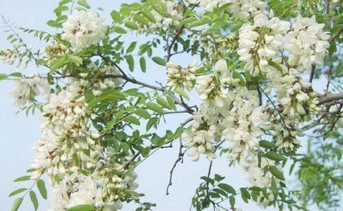 国槐与洋槐树的区别图片