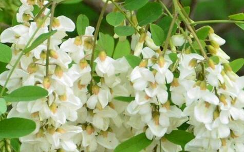 国槐与洋槐树的区别图片