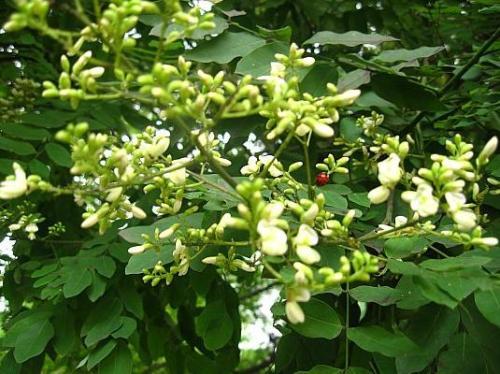 国槐与洋槐树的区别图片