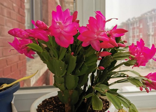 如何将蟹爪兰的根系养的强壮