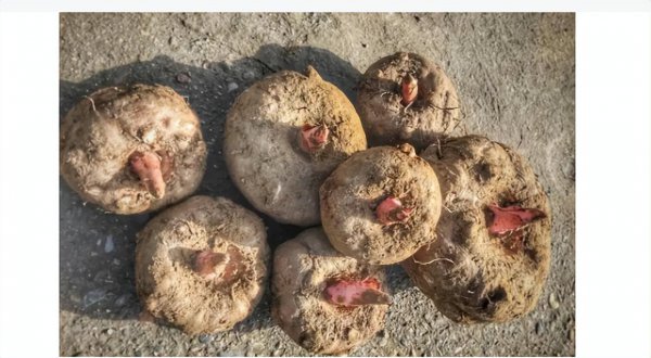 蒟蒻是什么植物