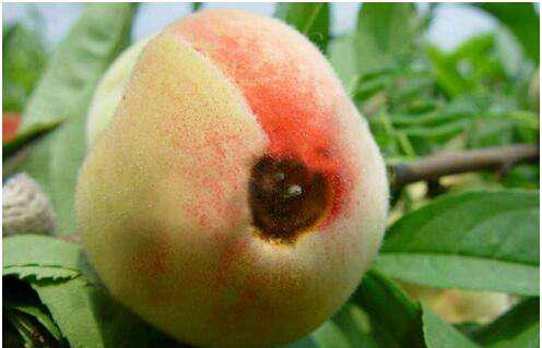 桃树炭疽病防治方法与技术