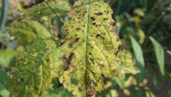 桃树炭疽病防治方法与技术