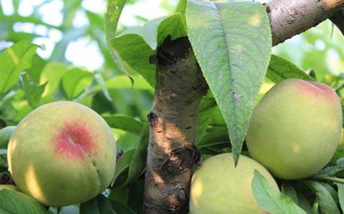 桃树炭疽病防治方法与技术
