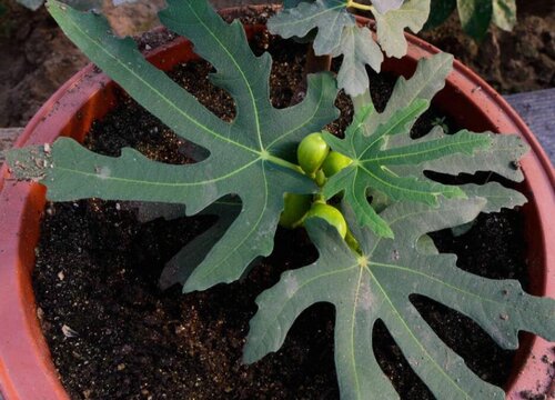 如何让果树快速生根