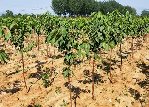 如何让果树快速生根