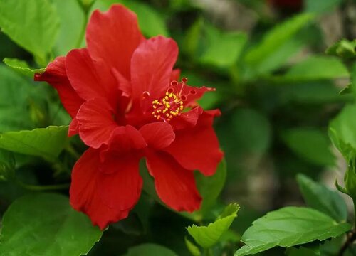 扶桑花应该怎么在家里养护