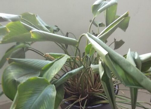 为什么我养什么植物都会死