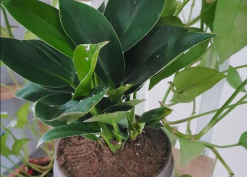 为什么我养什么植物都会死