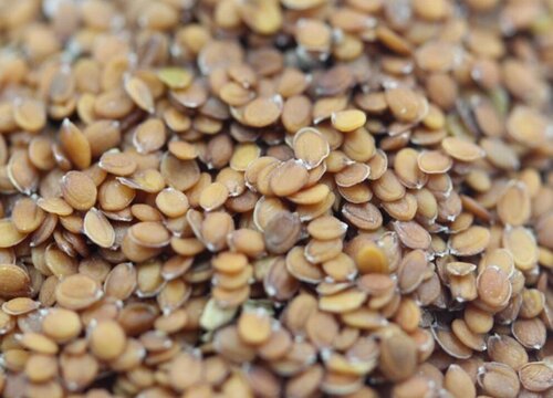 香雪球种子什么时候播种最好