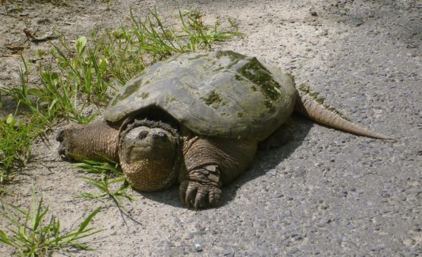 宠物鳄龟好养吗该