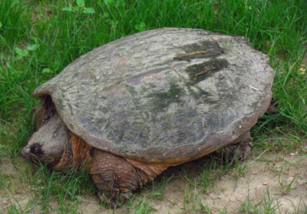 宠物鳄龟好养吗该