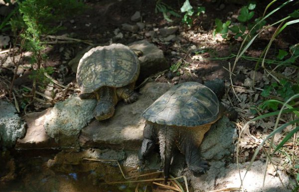 宠物鳄龟好养吗该