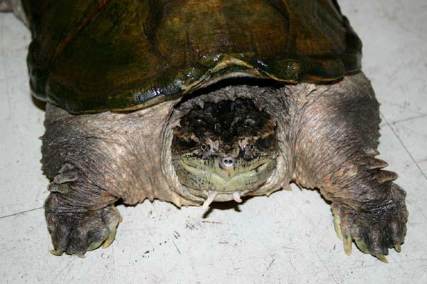 宠物鳄龟好养吗该