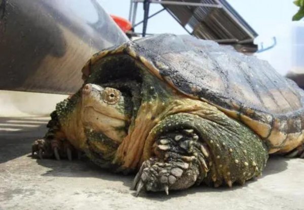 宠物鳄龟好养吗该