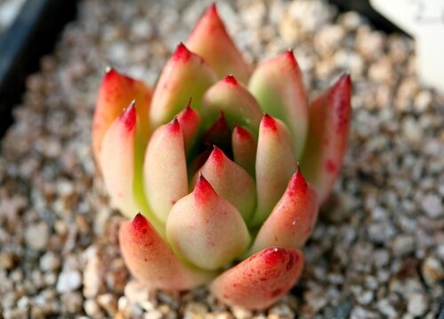 多肉植物烂根的原因