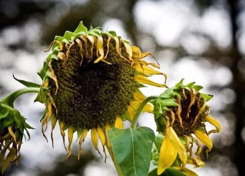 向日葵几月份收获