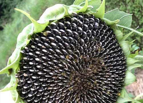 向日葵几月份收获