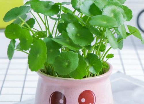 铜钱草如何修剪能让它越长越爆盆