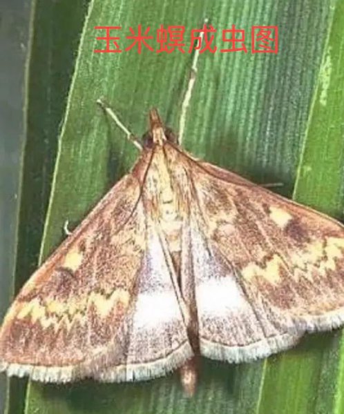 玉米钻心虫什么时候防治最佳