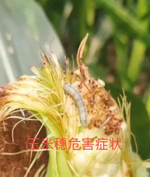 玉米钻心虫什么时候防治最佳