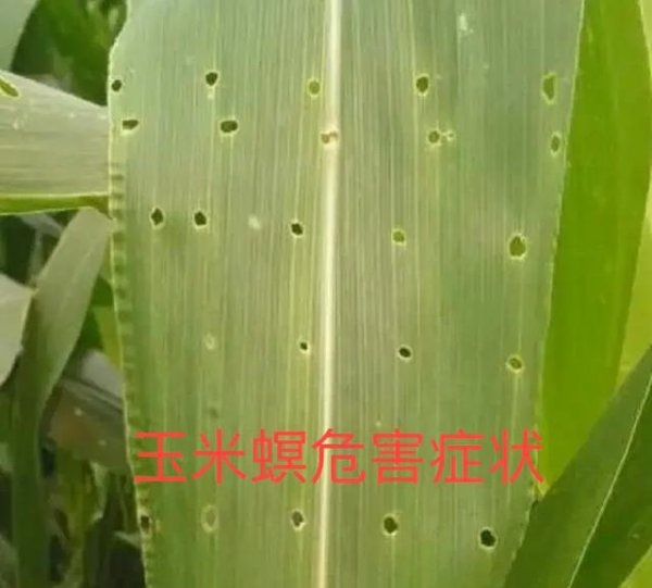 玉米钻心虫什么时候防治最佳