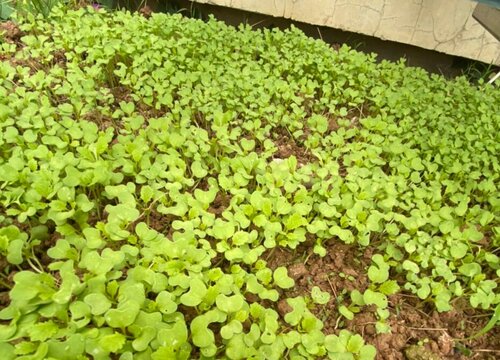 黄心菜几月份种植最好