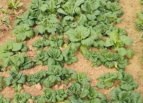 黄心菜几月份种植最好