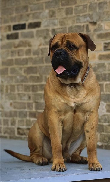 中国禁养犬种名单