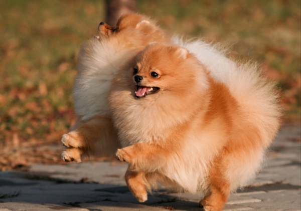 中国禁养犬种名单