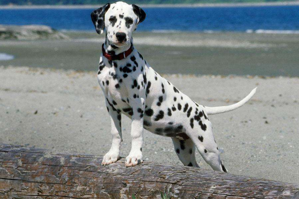 中国禁养犬种名单