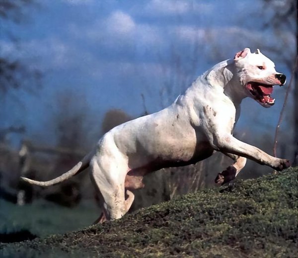 中国禁养犬种名单