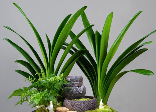 君子兰可以放客厅吗