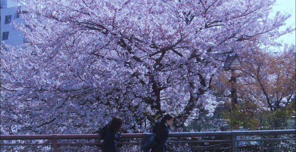 初三毕业生去日本留学