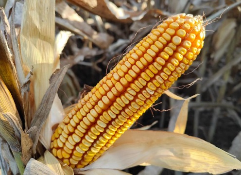 2023年元旦玉米价格