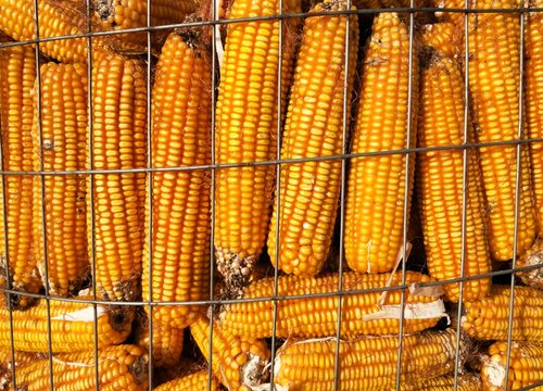 2023年元旦玉米价格