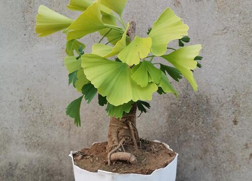 银杏树什么时候移栽最好