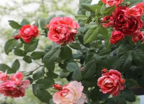 刚服盆成功月季小苗怎么管理