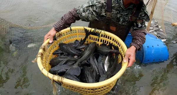 清道夫鱼为什么要活埋