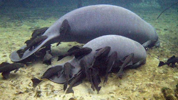 清道夫鱼为什么要活埋