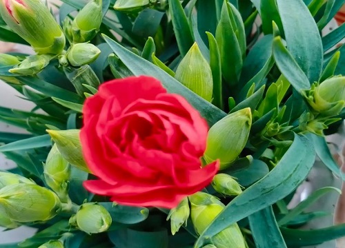 盆栽康乃馨怎么养