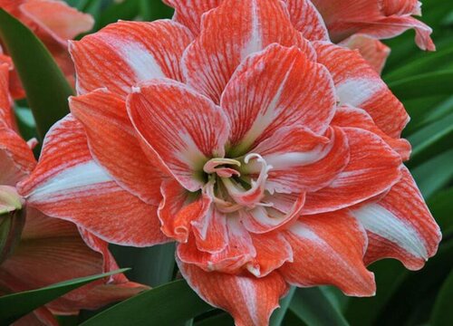 朱顶红什么时候休眠