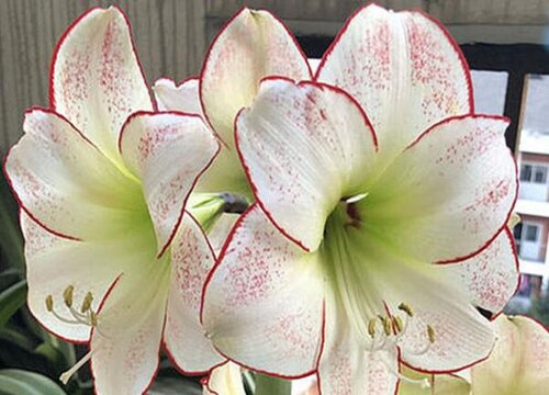 朱顶红什么时候休眠