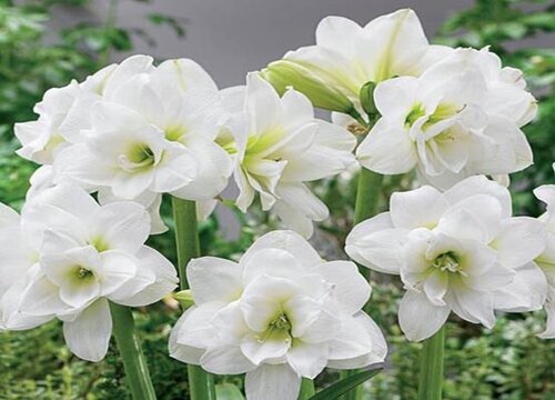 朱顶红什么时候休眠