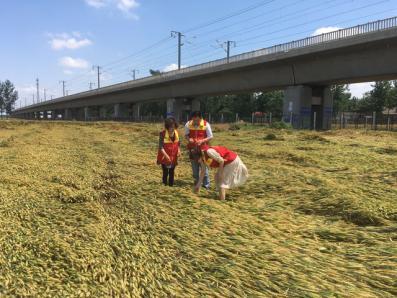 小麦倒伏后的补救措施