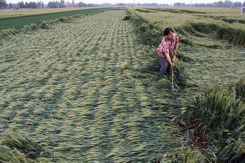 小麦倒伏后的补救措施
