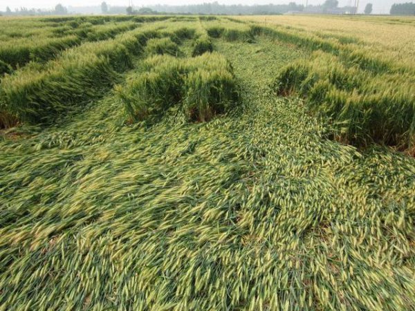 小麦倒伏后的补救措施