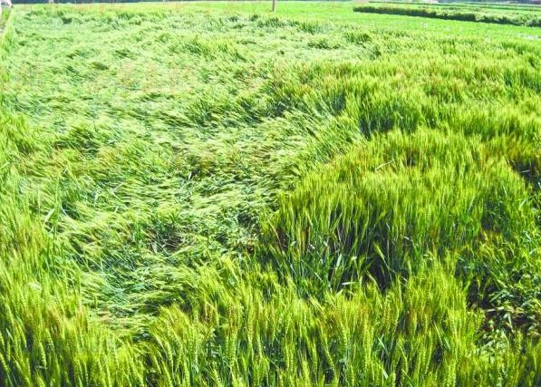 小麦倒伏后的补救措施