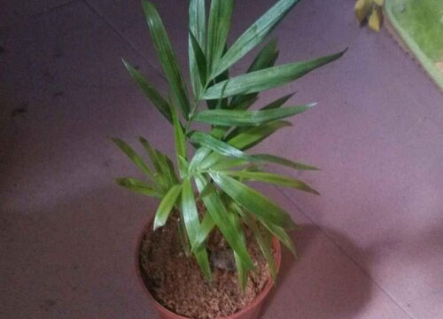 富贵椰子怎么修剪方法