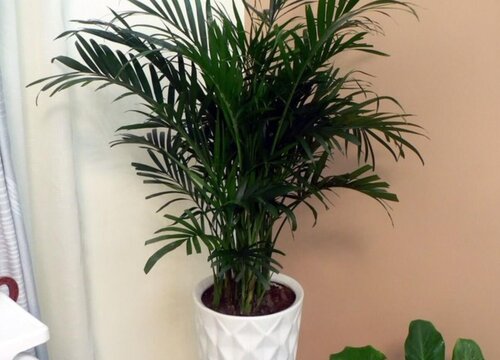 富贵椰子怎么修剪方法